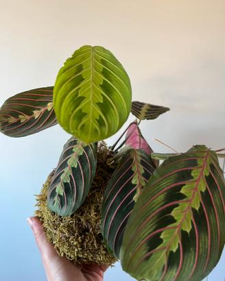 Kokedama Maranta fascinator