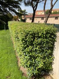 PINTE PER SIEPE ORNAMENTALE