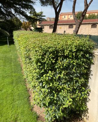 PINTE PER SIEPE ORNAMENTALE