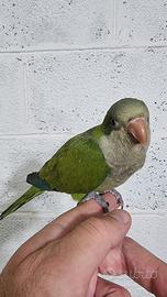 Pullo di parrocchetto Monaco svezzato