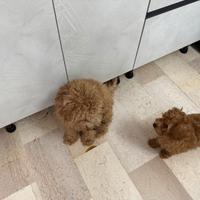 Barboncino nano taglia piccola