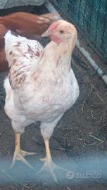 gallo Wiandotte/ovaiola
