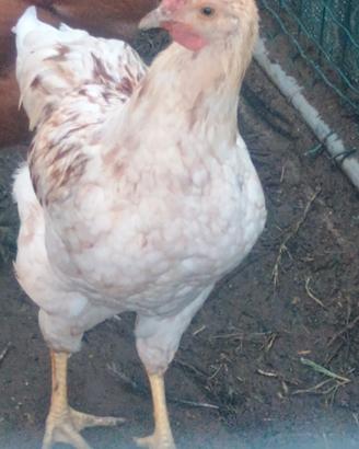 gallo Wiandotte/ovaiola