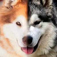 Alaskan malamute