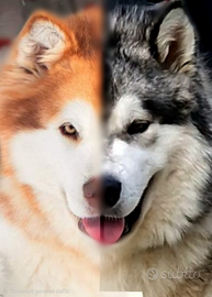 Alaskan malamute
