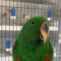 Pappagallo parlante ecletto