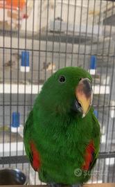 Pappagallo parlante ecletto