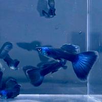 Pesci guppy show blue moscow blu