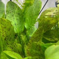 Echinodorus Ozelot