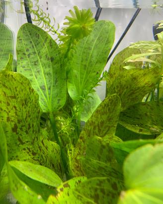 Echinodorus Ozelot