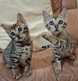 Cuccioli di Bengala