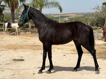 Cavalli puledra frisone X andaluso femmina