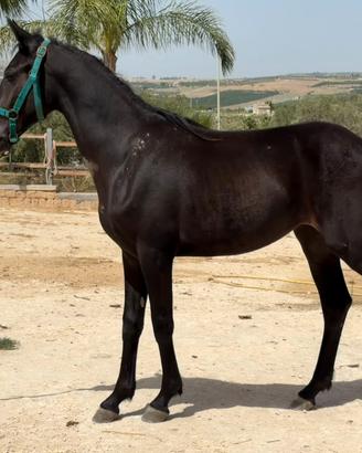 Cavalli puledra frisone X andaluso femmina