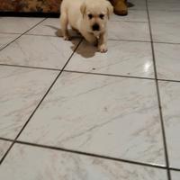 Labrador con Pedigree ENCI