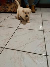 Labrador con Pedigree ENCI