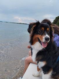 Cane da monta