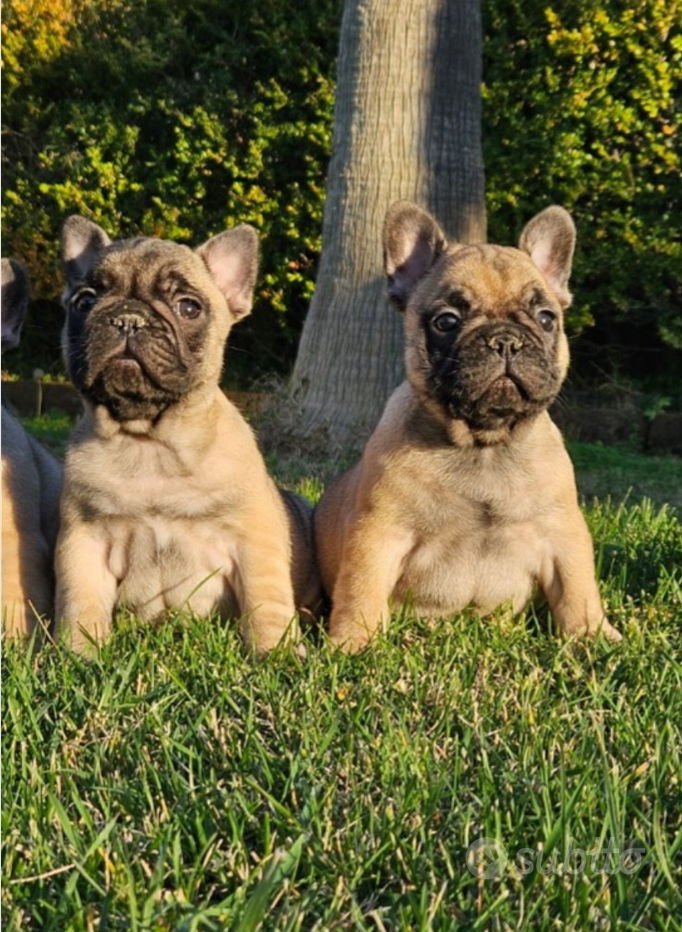 Bouledogue francese cuccioli disponibili - Regalo e vendita animali 