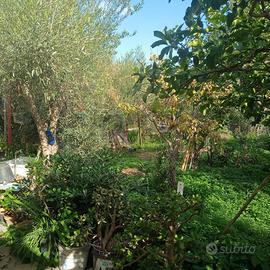 Terreno - Misterbianco