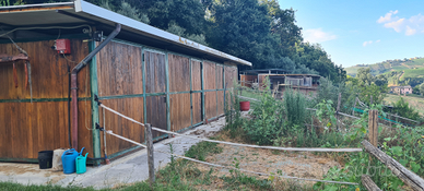 Box cavalli con paddock