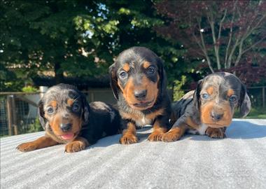Cuccioli di Bassotto Nano o Kaninchen