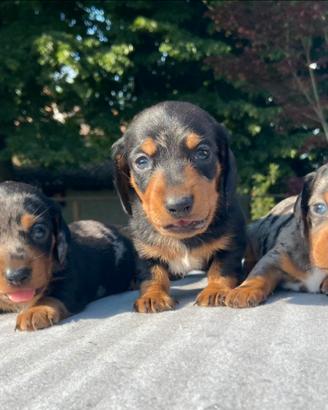 Cuccioli di Bassotto Nano o Kaninchen