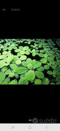 Pistia pianta galleggiante