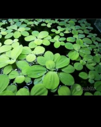 Pistia pianta galleggiante