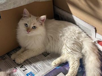 Gatto Anallergico Razza Siberiana