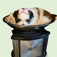 MINI shihtzu shih tzu cucciola