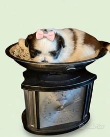 MINI shihtzu shih tzu cucciola