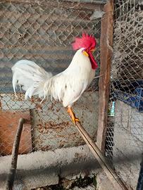 Livornese bianco e collo argento