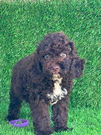 Lagotto romagnolo