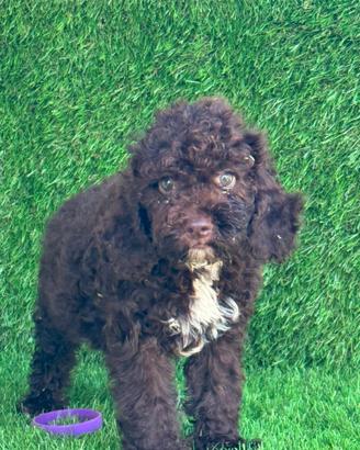 Lagotto romagnolo