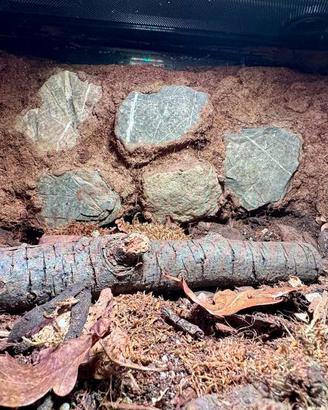 terrari mini 40x40x30 già arredati