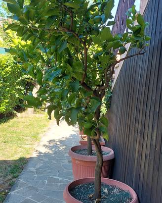 pianta di limoni
