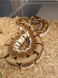 Serpente, Pitone reale, python regius