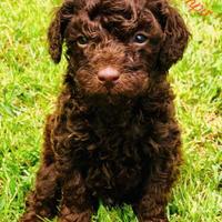 Cucciolo di barboncino nano