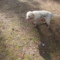 Cane da tartufo