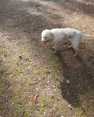 Cane da tartufo