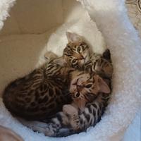 Gatto del bengala
