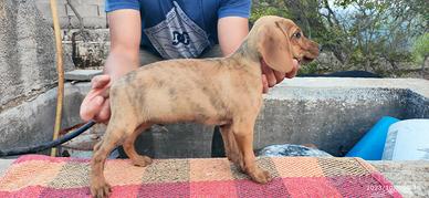 cuccioli di segugio maremmano 