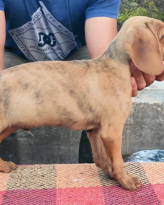 cuccioli di segugio maremmano 