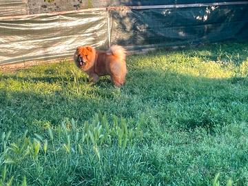 Chow chow