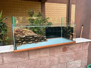 Acquario Tartarughe