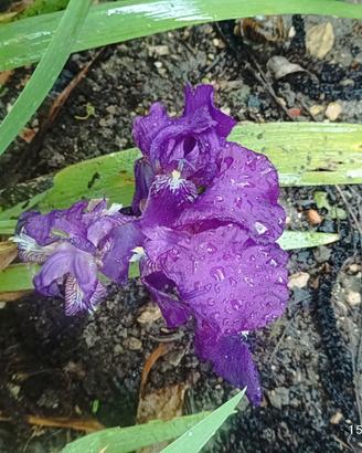 10 bulbi di Scilla +5 bulbi di iris germanica 