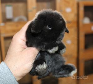 Coniglio ariete nano