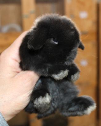 Coniglio ariete nano