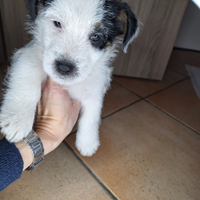 Cucciolo jack russell terrier