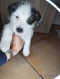 Cucciolo jack russell terrier