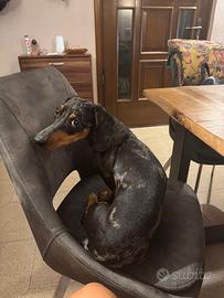 Bassotto maschio per monta o cuccioli